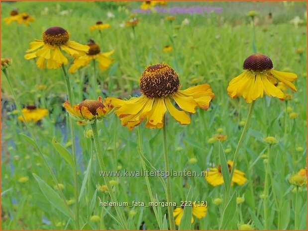 Helenium 'Fata Morgana' | Zonnekruid | Sonnenbraut | Helen's Flower