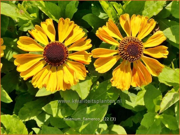 Helenium 'Flamenco' | Zonnekruid | Sonnenbraut | Helen's Flower