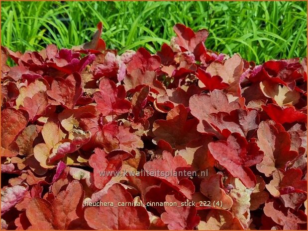 Heuchera 'Carnival Cinnamon Stick' | Purperklokje | Purpurglöckchen | Coral Bells