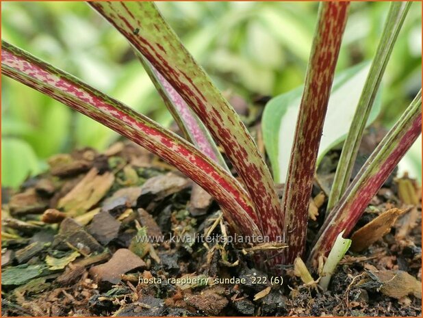 Hosta 'Raspberry Sundae' | Hosta, Hartlelie, Funkia | Funkie | Hosta