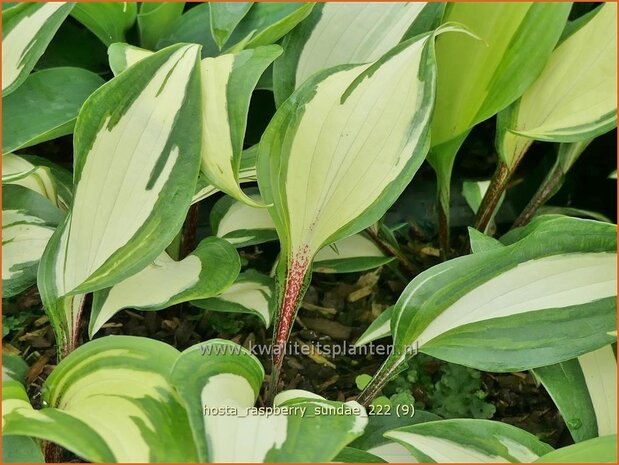 Hosta 'Raspberry Sundae' | Hosta, Hartlelie, Funkia | Funkie | Hosta