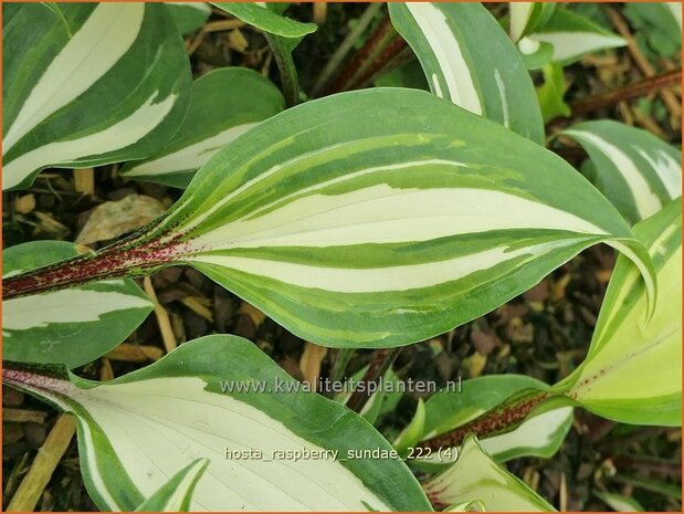 Hosta 'Raspberry Sundae' | Hosta, Hartlelie, Funkia | Funkie | Hosta