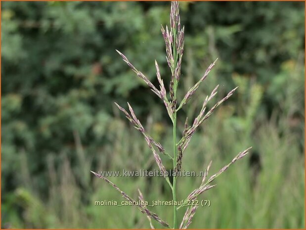 Molinia caerulea 'Jahreslauf' | Pijpenstrootje | Kleines Pfeifengras | Purple Moorgrass