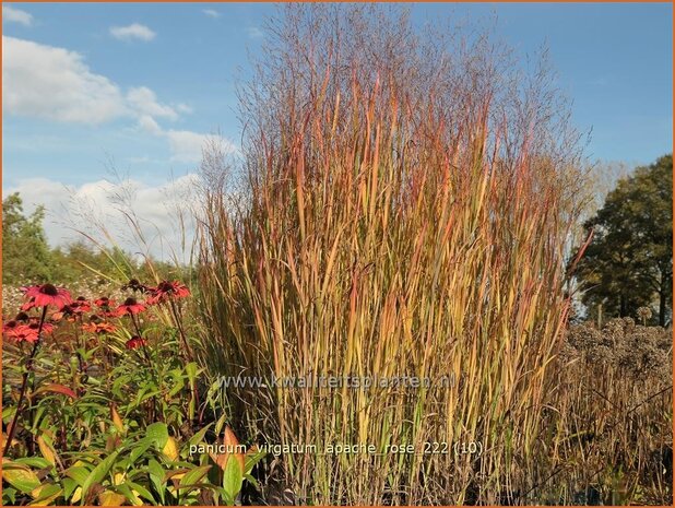 Panicum virgatum 'Apache Rose' | Vingergras, Parelgierst | Rutenhirse | Wand Panic Grass