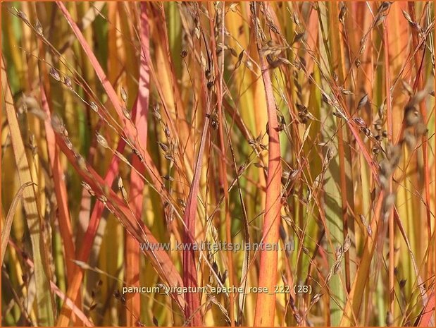 Panicum virgatum 'Apache Rose' | Vingergras, Parelgierst | Rutenhirse | Wand Panic Grass