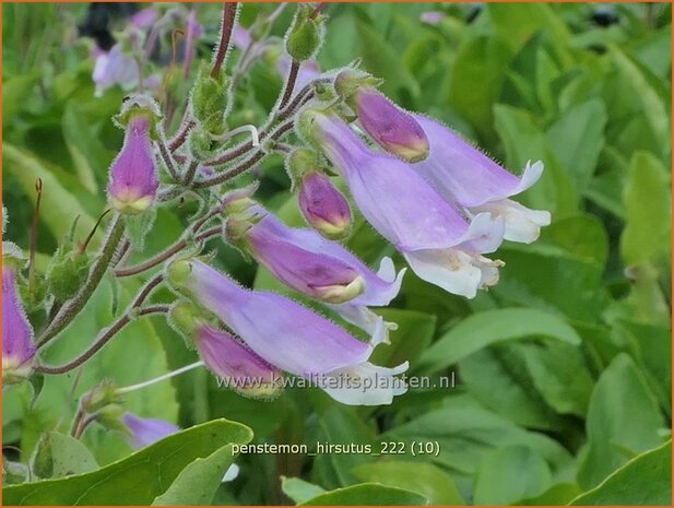 Penstemon hirsutus | Slangenkop, Schildpadbloem | Rauhaariger Bartfaden | Hairy Beardtongue