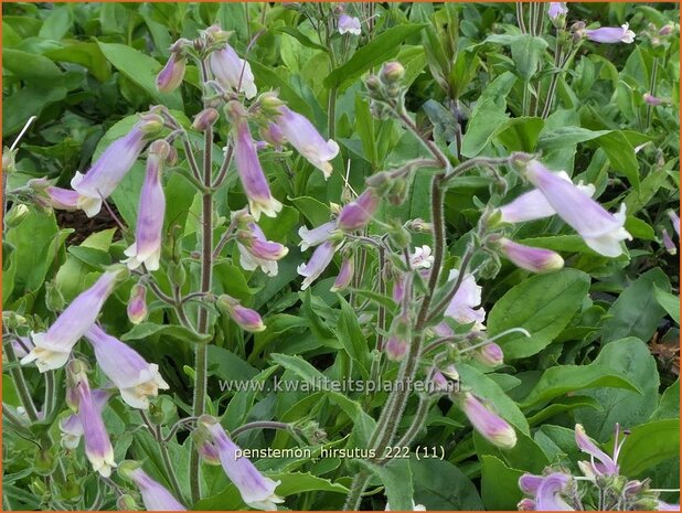 Penstemon hirsutus | Slangenkop, Schildpadbloem | Rauhaariger Bartfaden | Hairy Beardtongue