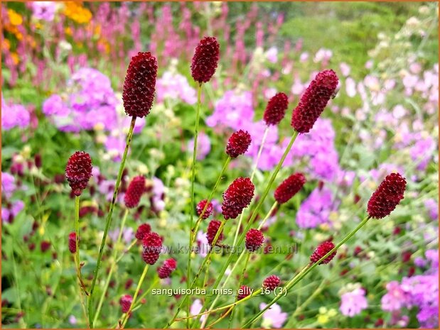 Sanguisorba &#x0027;Miss Elly&#x0027; | Pimpernel, Sorbenkruid | Wiesenknopf | Burnet