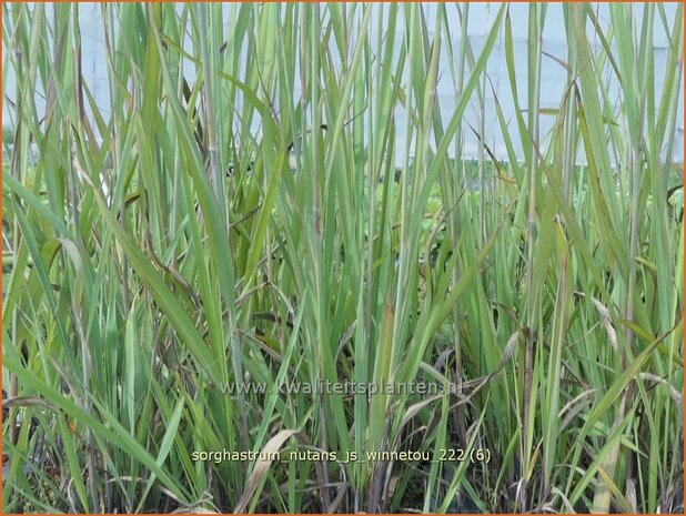 Sorghastrum nutans 'JS Winnetou' | Goudbaardgras | Indianergras | Yellow Indian Grass