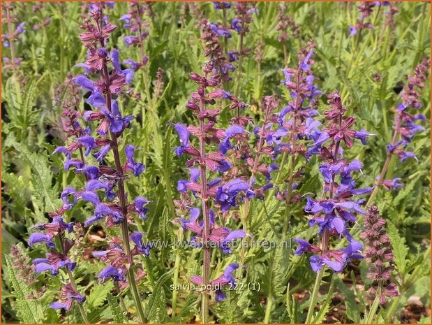 Salvia 'Poldi' | Salie, Salvia | Salbei | Sage