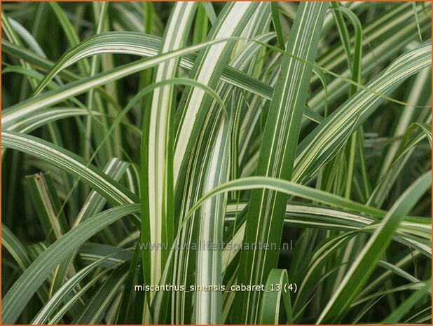 Miscanthus sinensis &#39;Cabaret&#39; (pot 11 cm)