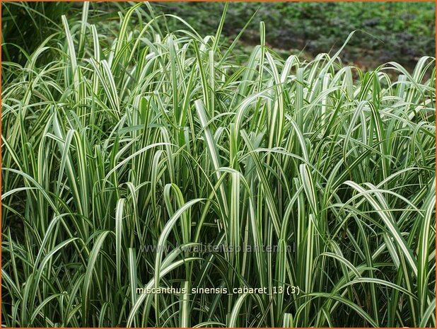 Miscanthus sinensis &#39;Cabaret&#39; (pot 11 cm)