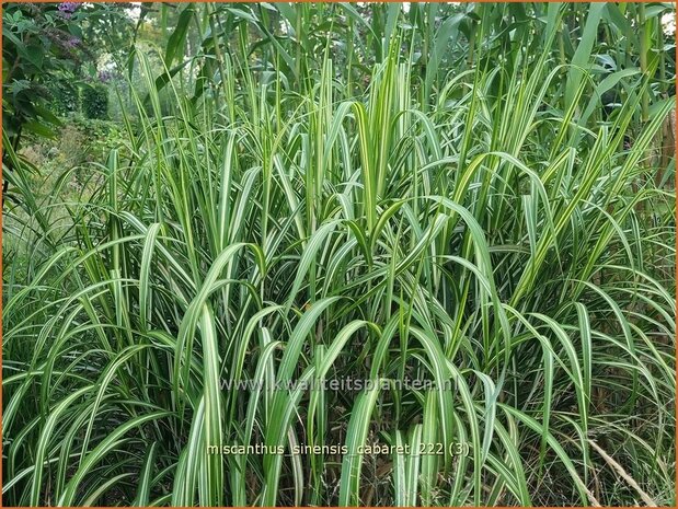 Miscanthus sinensis &#39;Cabaret&#39; (pot 11 cm)