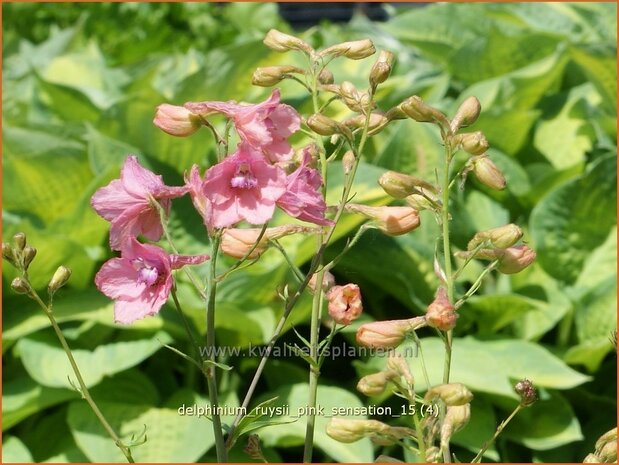 Delphinium ruysii 'Pink Sensation' | Ridderspoor | Ruys-Rittersporn | Larkspur