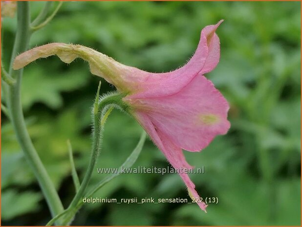 Delphinium ruysii 'Pink Sensation' | Ridderspoor | Ruys-Rittersporn | Larkspur