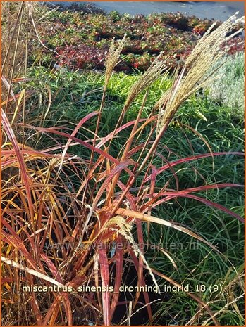 Miscanthus sinensis 'Dronning Ingrid' | Chinees prachtriet, Chinees riet, Japans sierriet, Sierriet | Chinaschilf | E