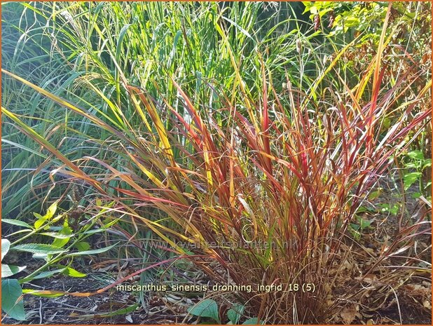 Miscanthus sinensis 'Dronning Ingrid' | Chinees prachtriet, Chinees riet, Japans sierriet, Sierriet | Chinaschilf | E