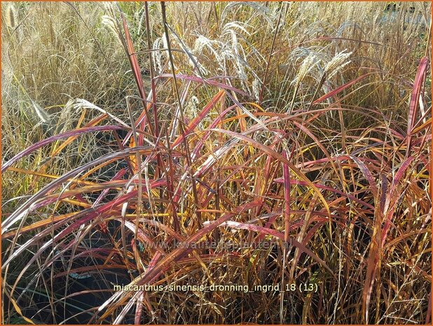 Miscanthus sinensis 'Dronning Ingrid' | Chinees prachtriet, Chinees riet, Japans sierriet, Sierriet | Chinaschilf | E