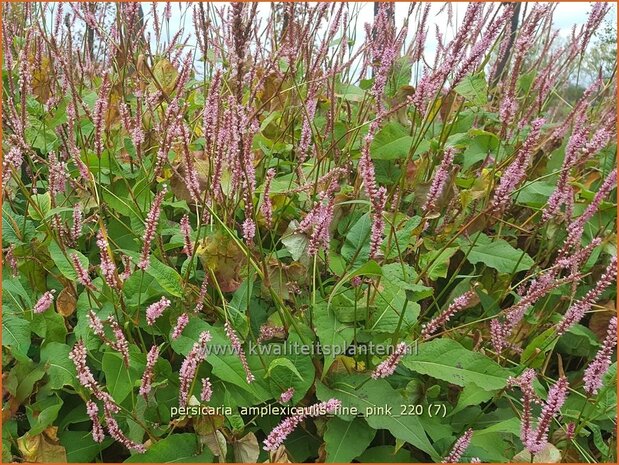 Persicaria amplexicaulis &#39;Fine Pink&#39;