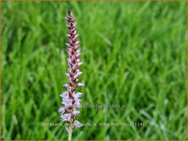 Persicaria amplexicaulis 'JS Misty Morning' | Doorgroeide duizendknoop, Adderwortel, Duizendknoop | Kerzenknöterich 