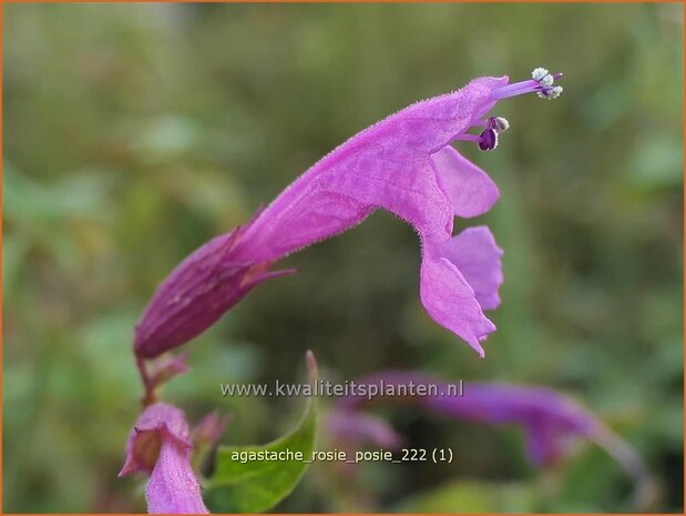 Agastache 'Rosie Posie' | Dropplant, Anijsnetel | Duftnessel | Giant Hyssop