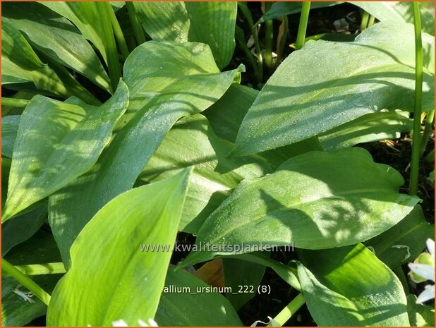 Allium ursinum | Daslook, Berenlook, Look | Bärenlauch | Wild Garlic