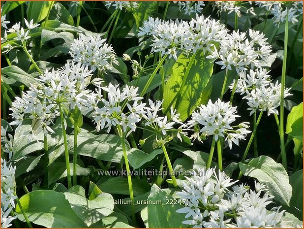 Allium ursinum | Daslook, Berenlook, Look | Bärenlauch | Wild Garlic