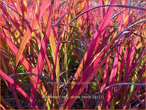 Andropogon hallii 'Purple Konza' | Baardgras | Blauhalm | Sand Bluestem