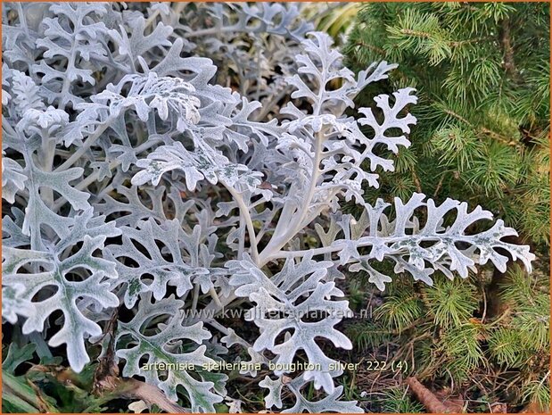 Artemisia stelleriana 'Boughton Silver' | Alsem, Bijvoet, Edelruit | Gabelblättriger Silber-Wermut | Dusty Miller