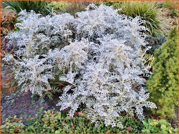 Artemisia stelleriana 'Boughton Silver' | Alsem, Bijvoet, Edelruit | Gabelblättriger Silber-Wermut | Dusty Miller