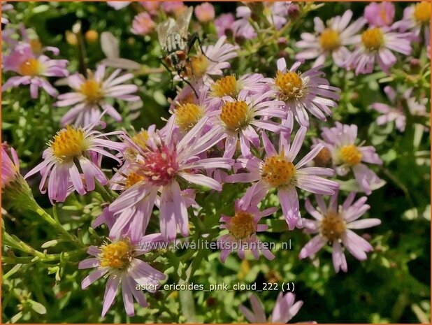 Aster ericoides 'Pink Cloud' | Heideaster, Sluieraster, Aster | Heide-Aster | Heath Aster