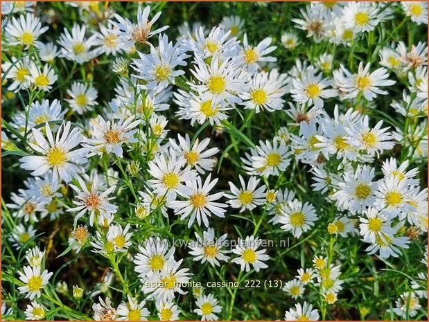 Aster 'Monte Cassino' | Septemberkruid, Aster | Aster | Aster