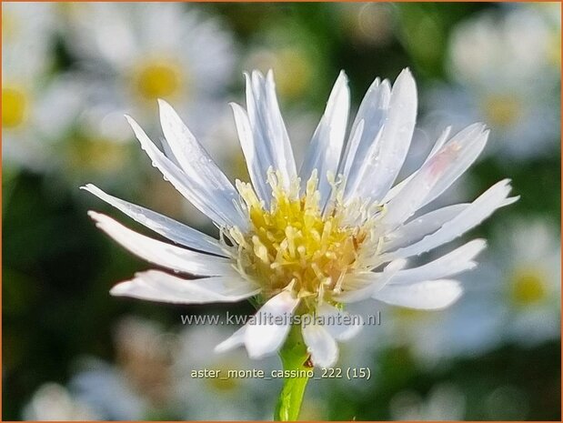 Aster 'Monte Cassino' | Septemberkruid, Aster | Aster | Aster