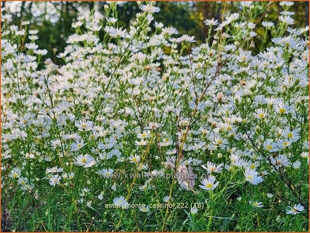 Aster 'Monte Cassino' | Septemberkruid, Aster | Aster | Aster