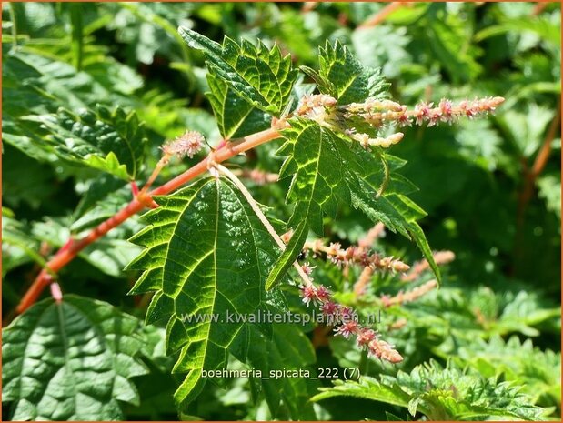 Boehmeria spicata | Valse netel | Scheinbrennessel | False Nettle