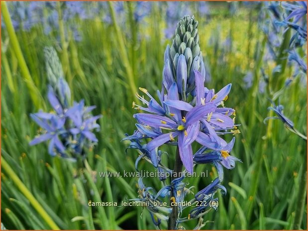 Camassia leichtlinii 'Blue Candle' | Prairielelie, Indianenlelie | Leichtlins Prärielilie | Indian Lily