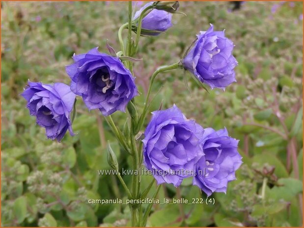 Campanula persicifolia 'La Belle' | Perzikbladklokje, Prachtklokje, Klokjesbloem | Pfirsichblättrige Glockenblume | 