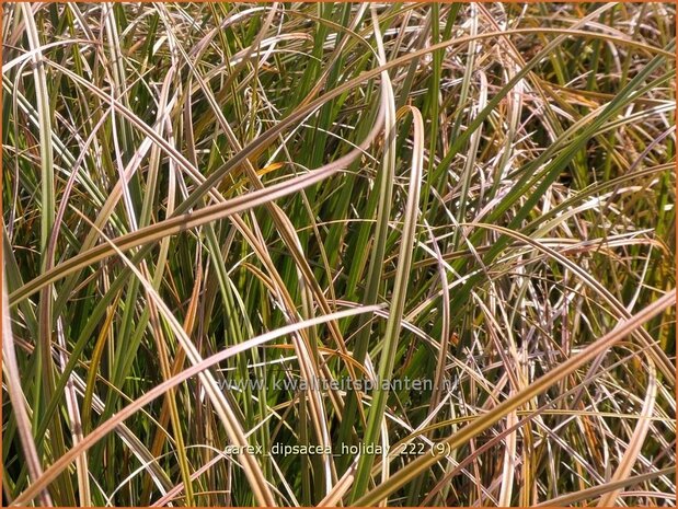 Carex dipsacea 'Holiday' | Zegge | Segge | Autumn Sedge