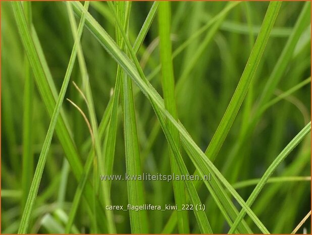 Carex flagellifera 'Kiwi' | Zegge | Haarsegge | Glen Murray Tussock Sedge