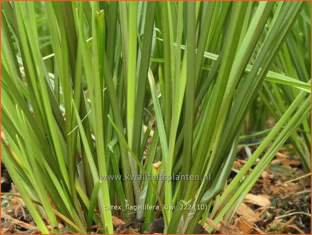 Carex flagellifera 'Kiwi' | Zegge | Haarsegge | Glen Murray Tussock Sedge