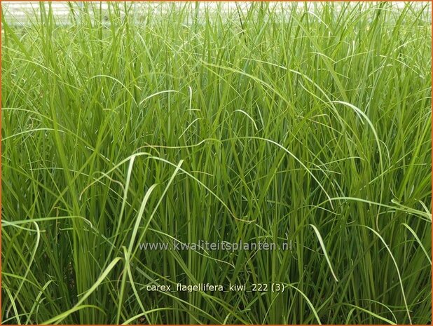 Carex flagellifera 'Kiwi' | Zegge | Haarsegge | Glen Murray Tussock Sedge