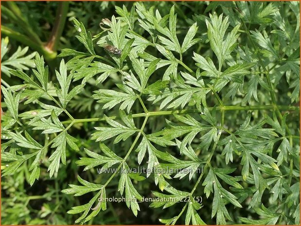 Cenolophium denudatum | Baltische peterselie | Baltische Petersilie | Baltic Parsley