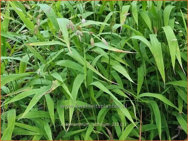 Chasmanthium latifolium | Plataargras | Breitblättriges Plattährengras | North America Wild Oats