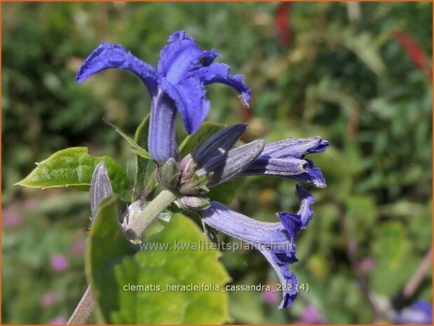 Clematis heracleifolia 'Cassandra' | Struikclematis, Bosrank, Clematis | Breitblättrige Waldrebe | Tube Clematis