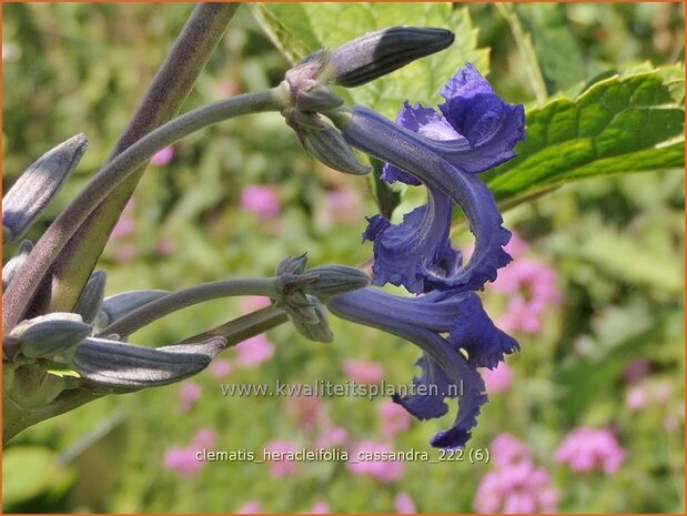 Clematis heracleifolia 'Cassandra' | Struikclematis, Bosrank, Clematis | Breitblättrige Waldrebe | Tube Clematis