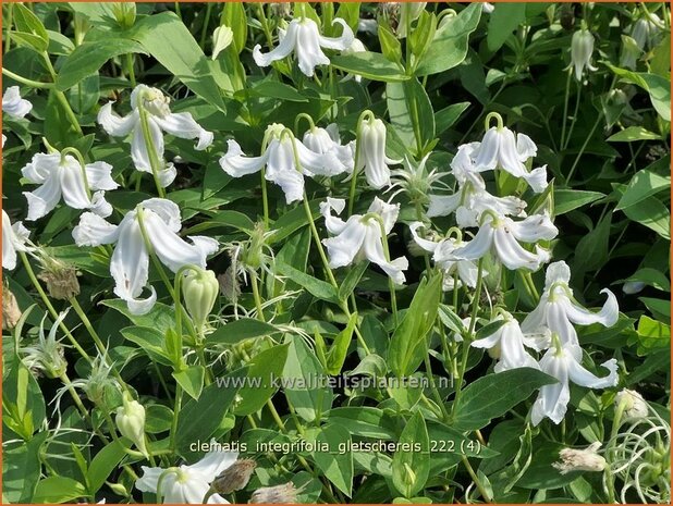 Clematis integrifolia 'Gletschereis' | Struikclematis, Bosrank, Clematis | Krautige Waldrebe | Blue Clematis