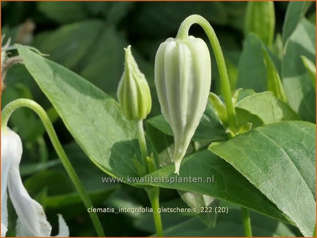 Clematis integrifolia 'Gletschereis' | Struikclematis, Bosrank, Clematis | Krautige Waldrebe | Blue Clematis