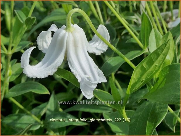 Clematis integrifolia 'Gletschereis' | Struikclematis, Bosrank, Clematis | Krautige Waldrebe | Blue Clematis