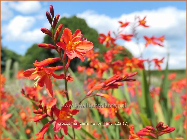 Crocosmia 'Carmine Brilliant' | Montbretia | Montbretie | Montbretia