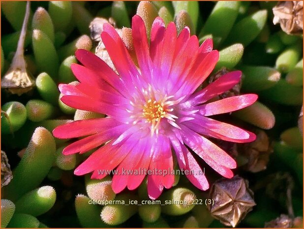 Delosperma 'Ice Cream Salmon' | IJsbloempje, IJsplant | Mittagsblume | Ice Plant